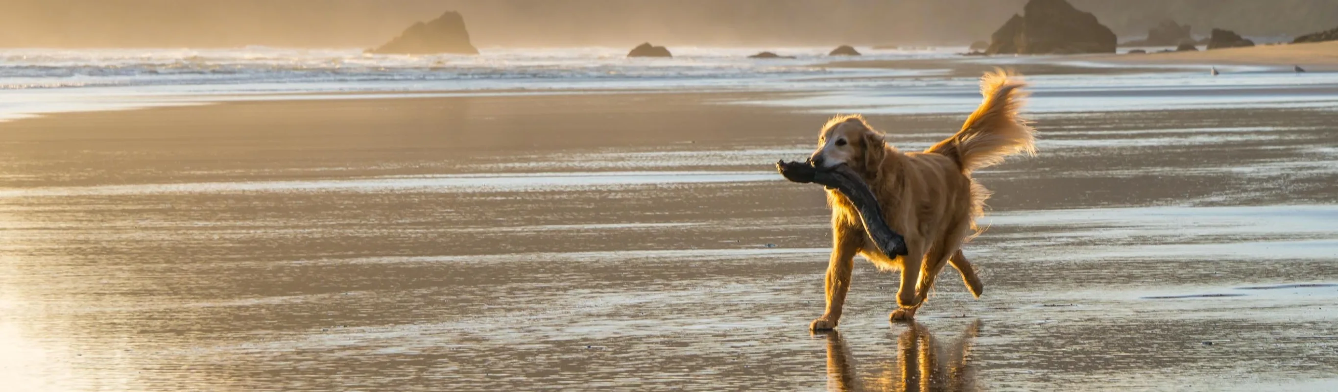 Dog running along the beach with a log in its mouth